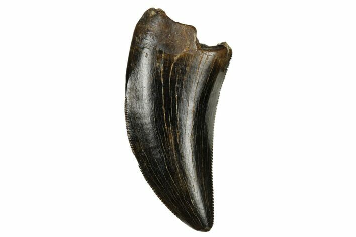 Beautifully, Serrated Tyrannosaur Tooth - Judith River Formation #184594